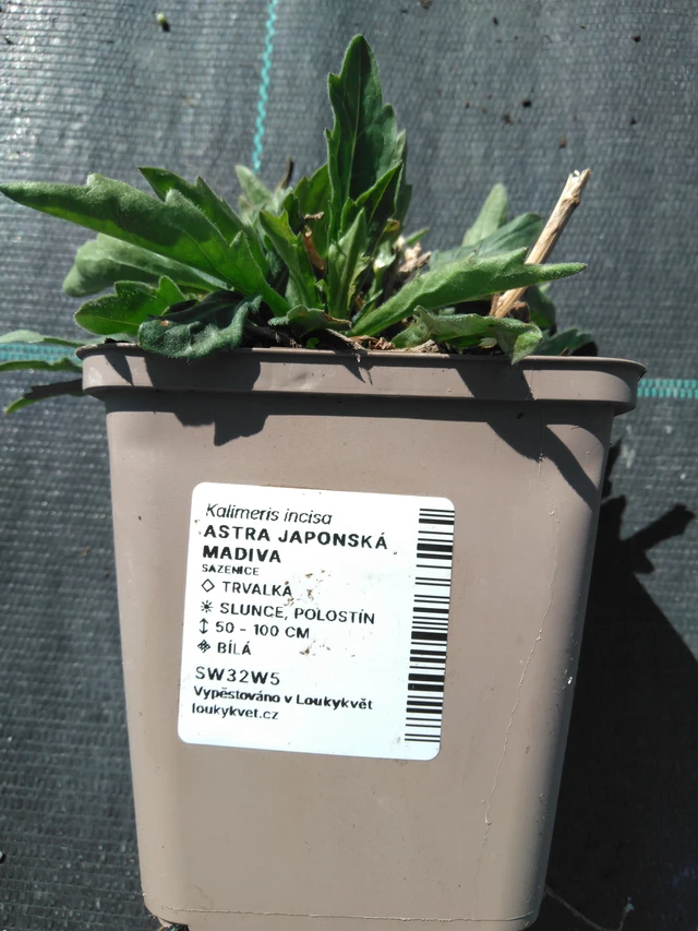 Aster japonés Madiva - 3. 4. 2025