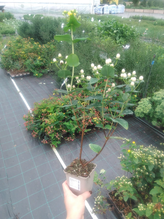 Hierba de San Juan Globo Champagne - 2024