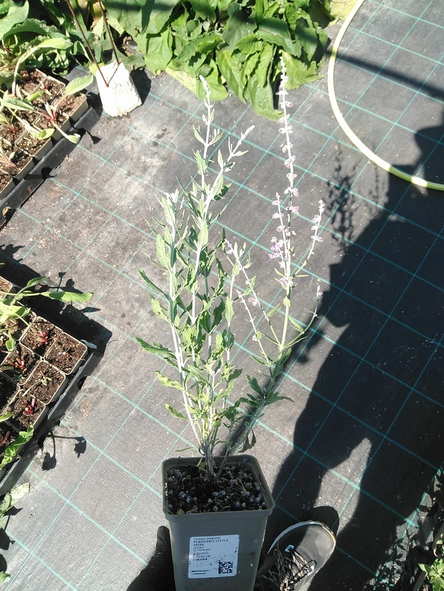 Perovskie Little Spire - 19. 8. 2025