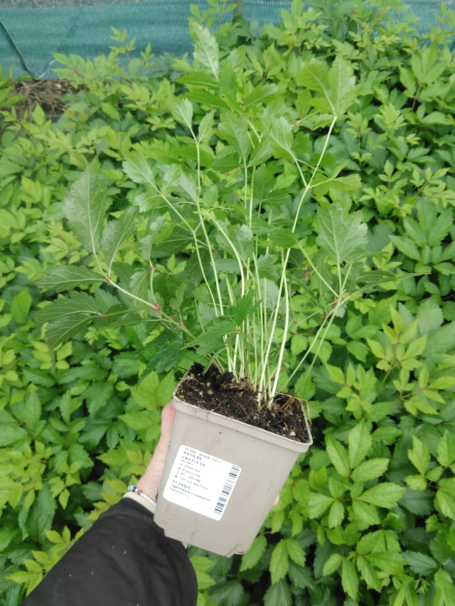 Astilbe Cattleya - 2024