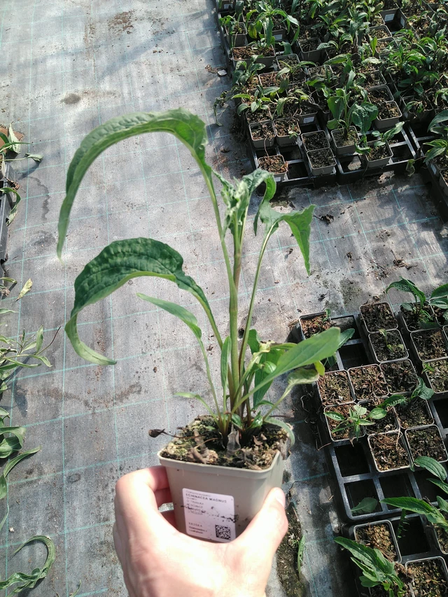 Echinacea Magnus - 19. 8. 2025
