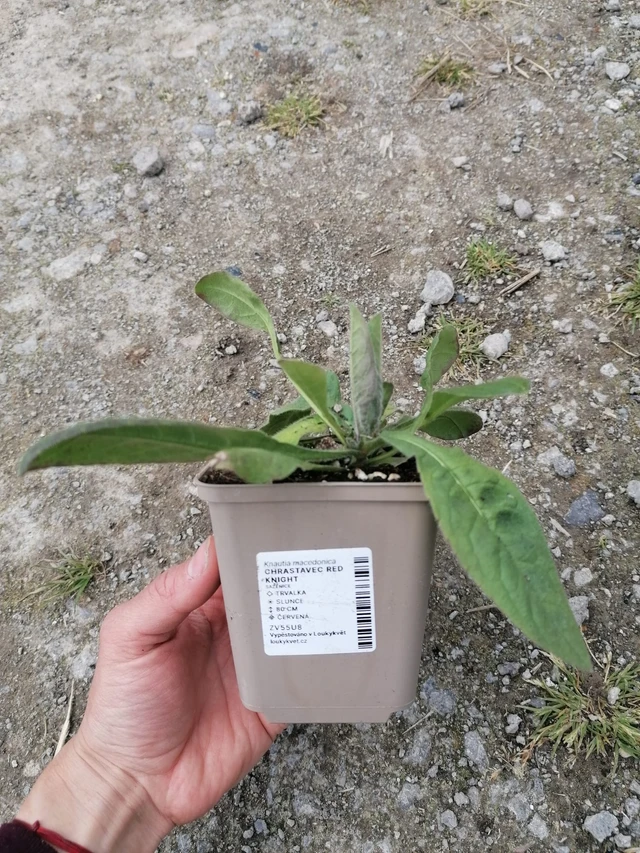 Scabiosa Red Knight - 2024