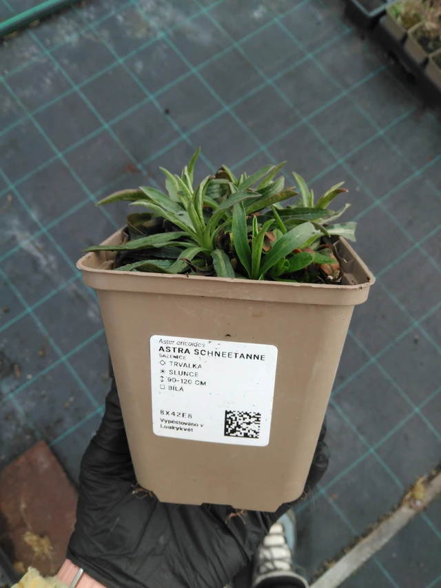 Astra Schneetanne - 1. 4. 2026