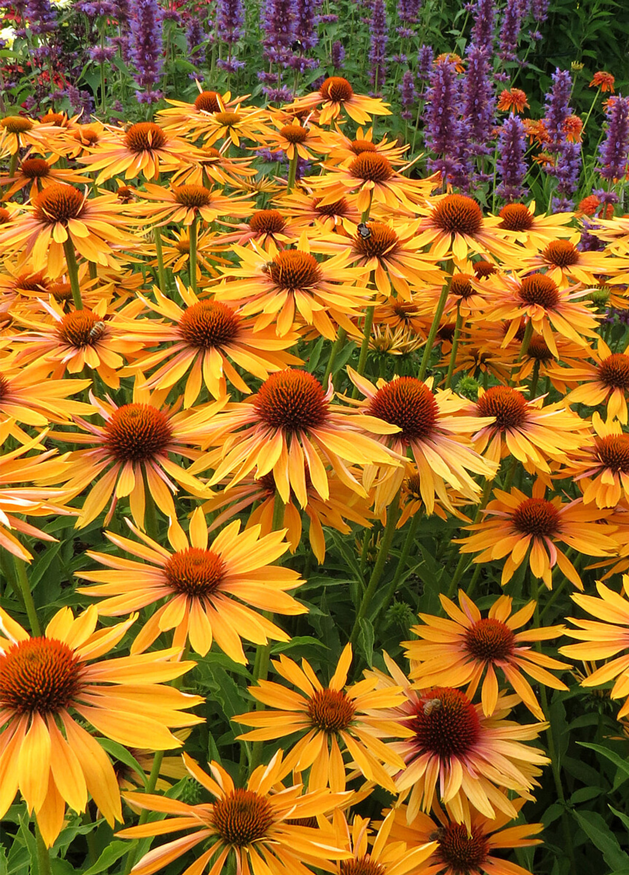 Echinacea Big Kahuna, Loukykvět