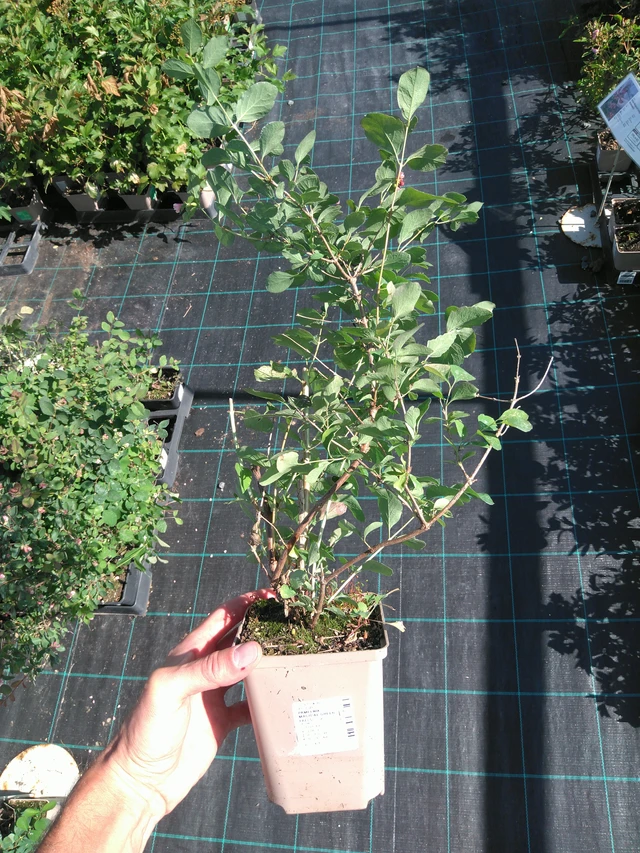 Snowberry Magical Green Falls - 20. 6. 2025