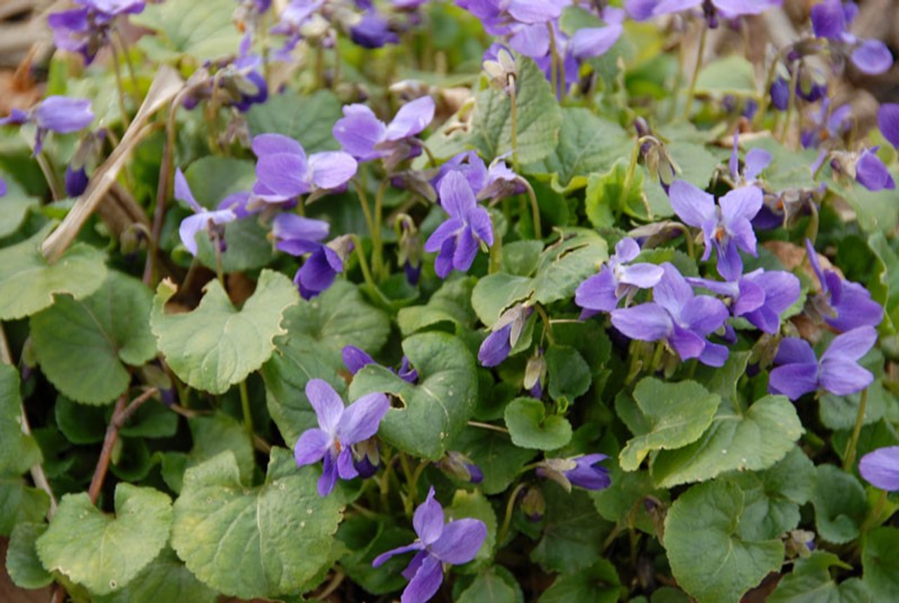 Violka vonná Königin Charlotte, Loukykvět