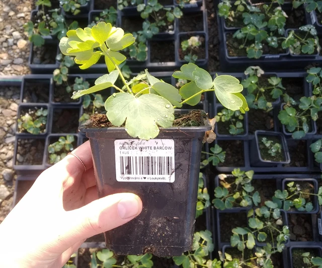 Akvileija Christa Barlow - 2024