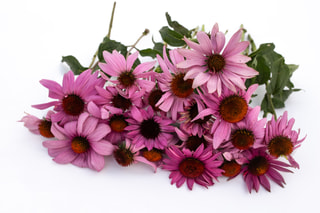 Echinacea Grandiflora Magnus, Loukykvět