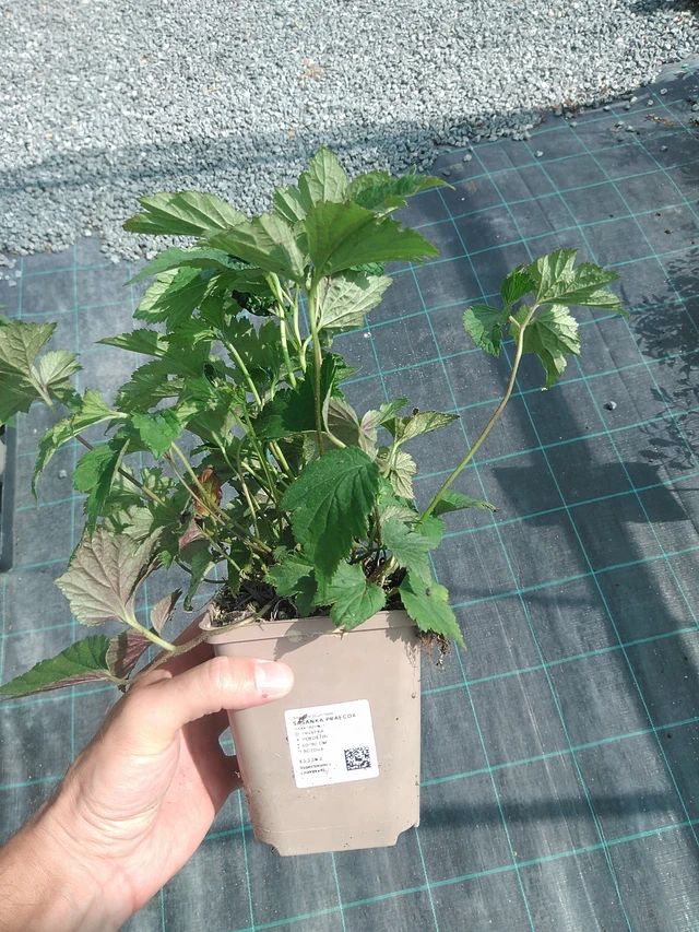 Sasanka Praecox - 24. 6. 2025