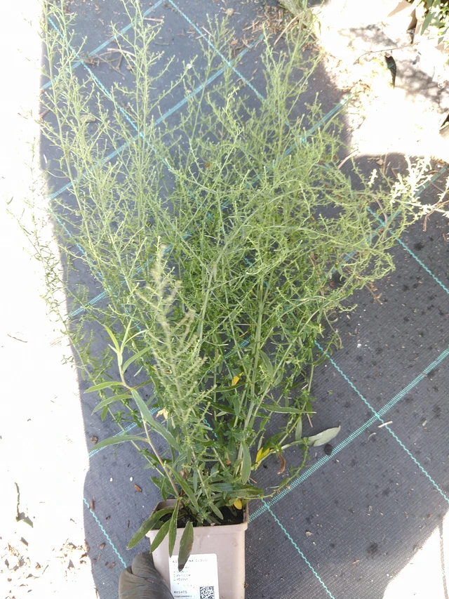 Aster Pink Cloud - 19. 8. 2025