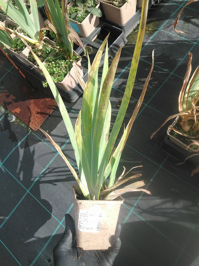 Iiris Empress of India - 13. 10. 2025