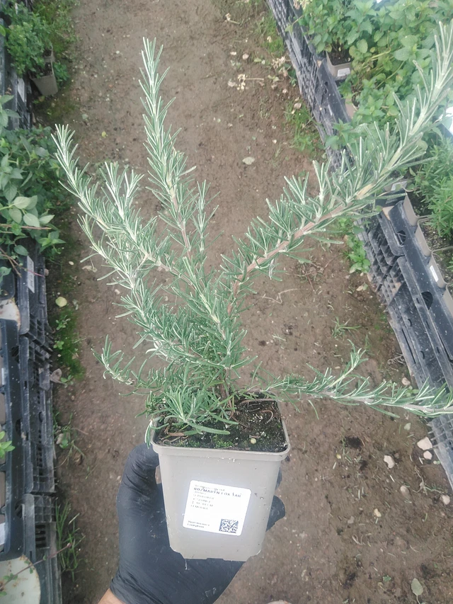 Romero Fox tail - 10. 9. 2025