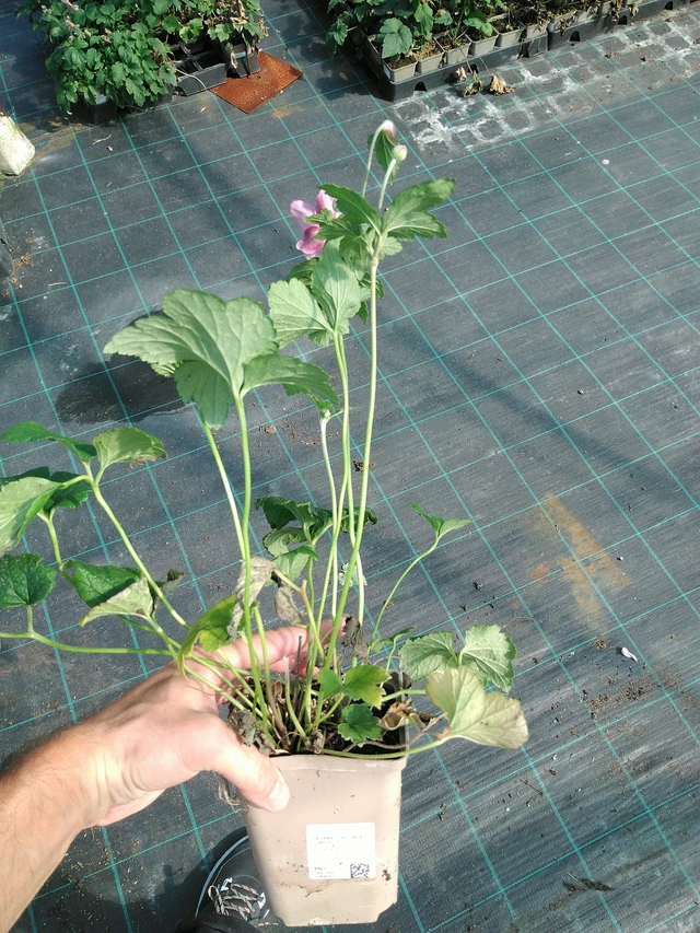 Sasanka japonská Lorelei - 19. 8. 2025