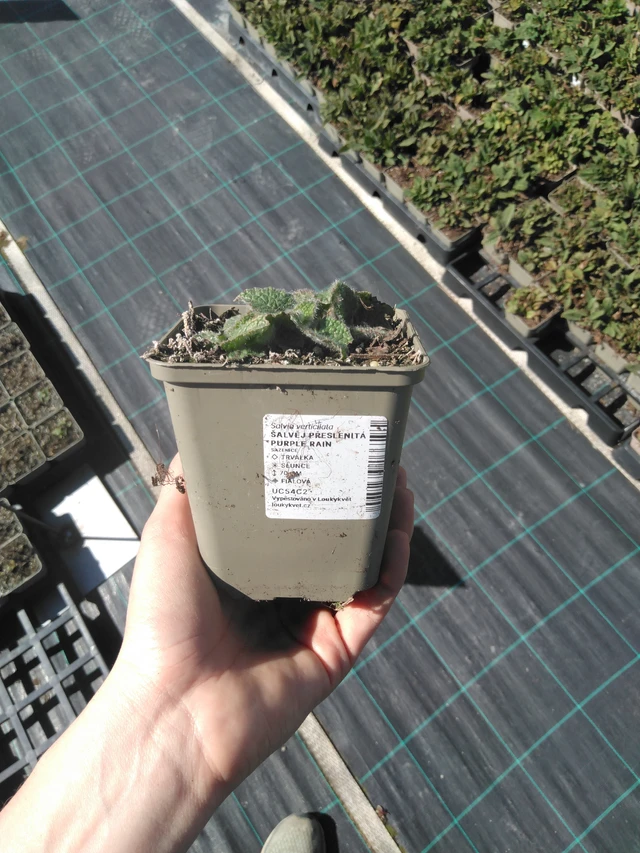 Pyökkisalvia Purple Rain - 3. 4. 2025