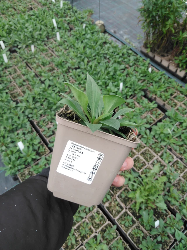 Statice tatarská - 2024