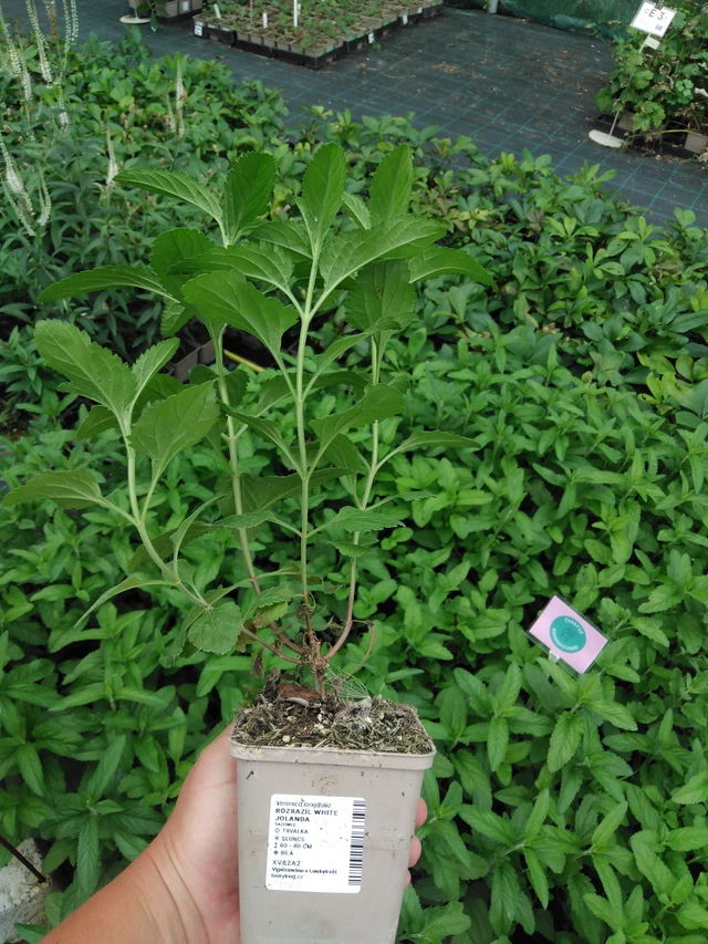 Verónica White Jolanda - 2024