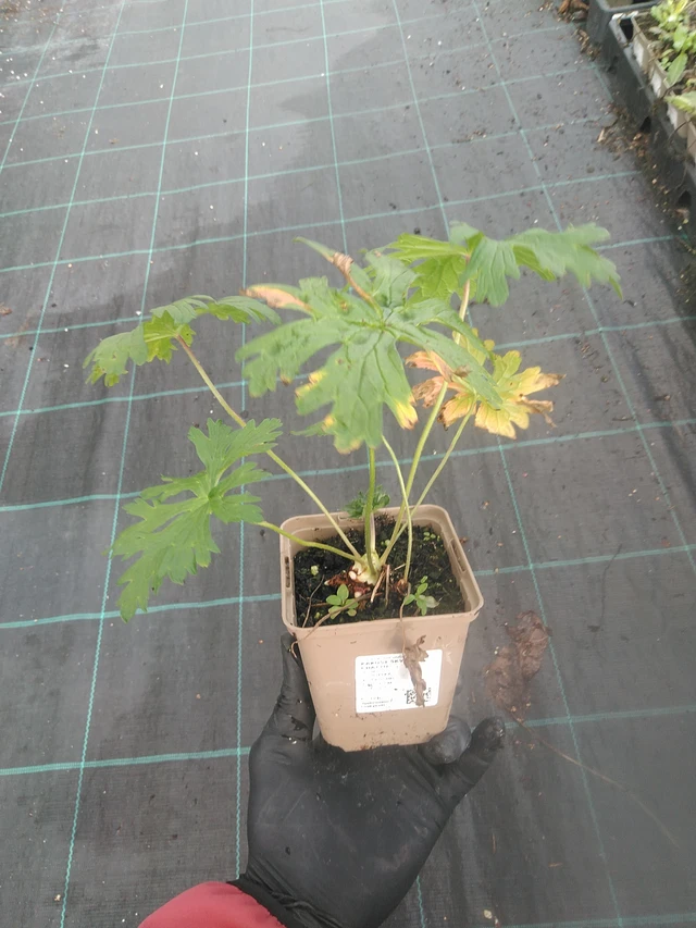 Kurjenpolvi skvrnitý Chatto - 13. 10. 2025