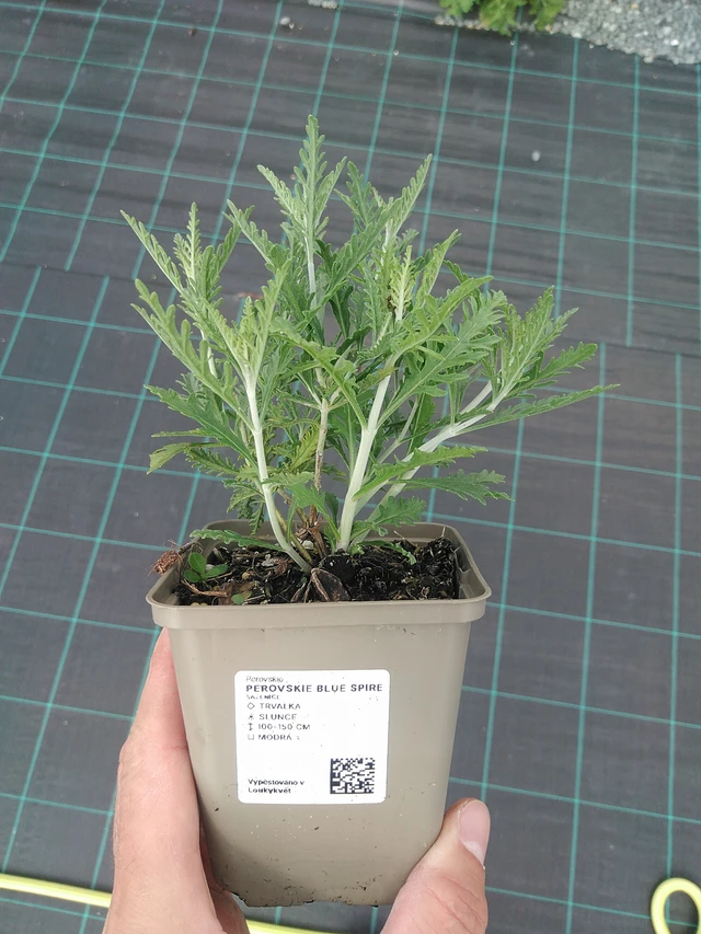 Pensaskanerva Blue Spire - 24. 6. 2025