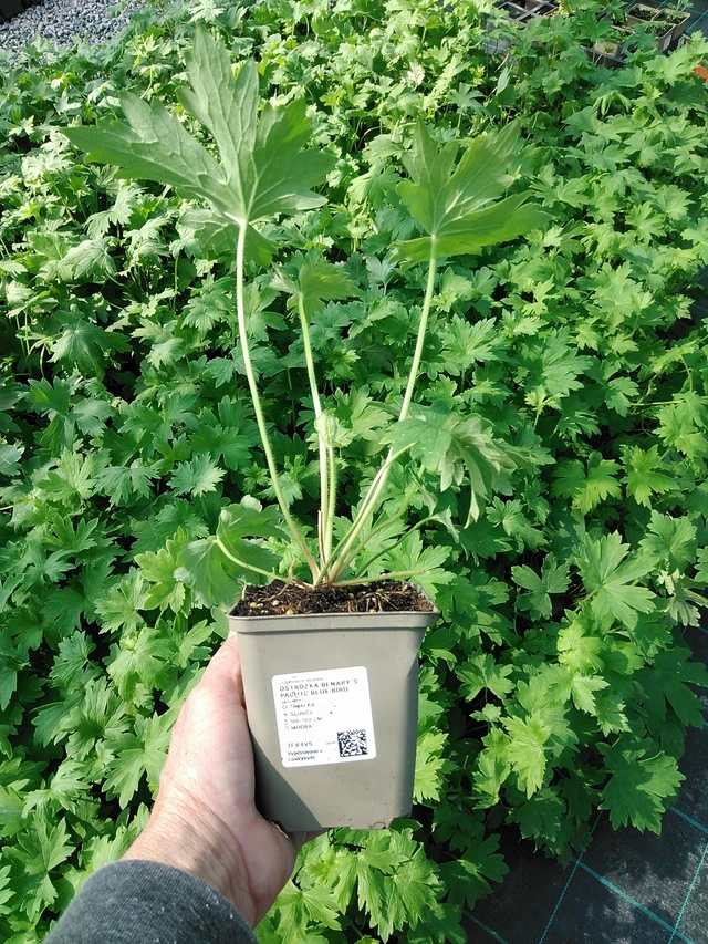 Ostrožka Benary’s Pacific Blue Bird - 9. 6. 2025