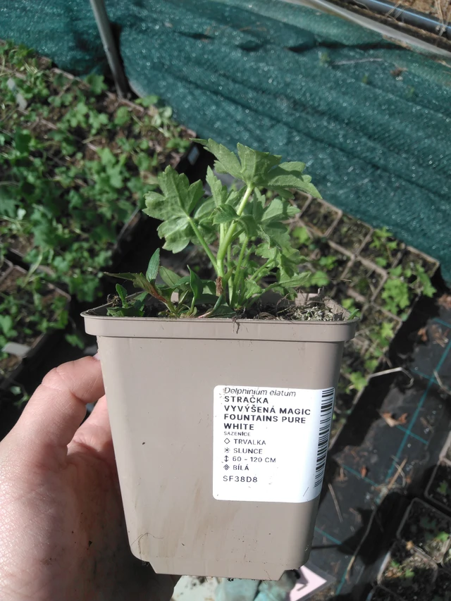 Espuela de caballero Magic Fountains Pure White - 2024