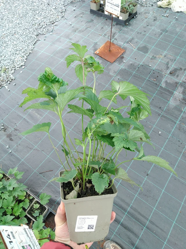 Sasanka Praecox - 28. 7. 2025