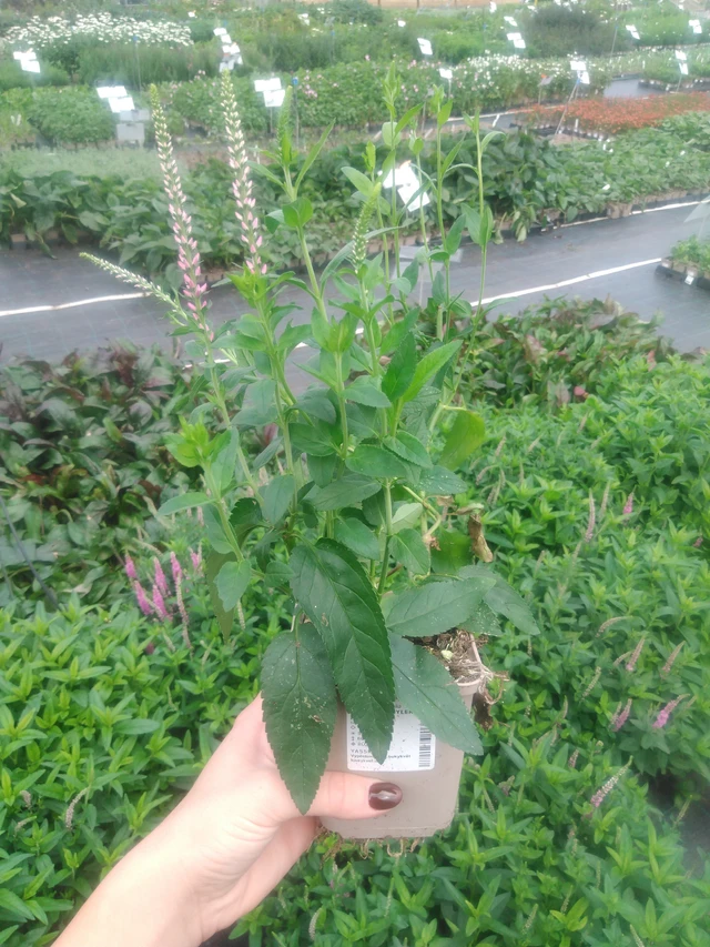 Veronica Skyler Pink - 2024