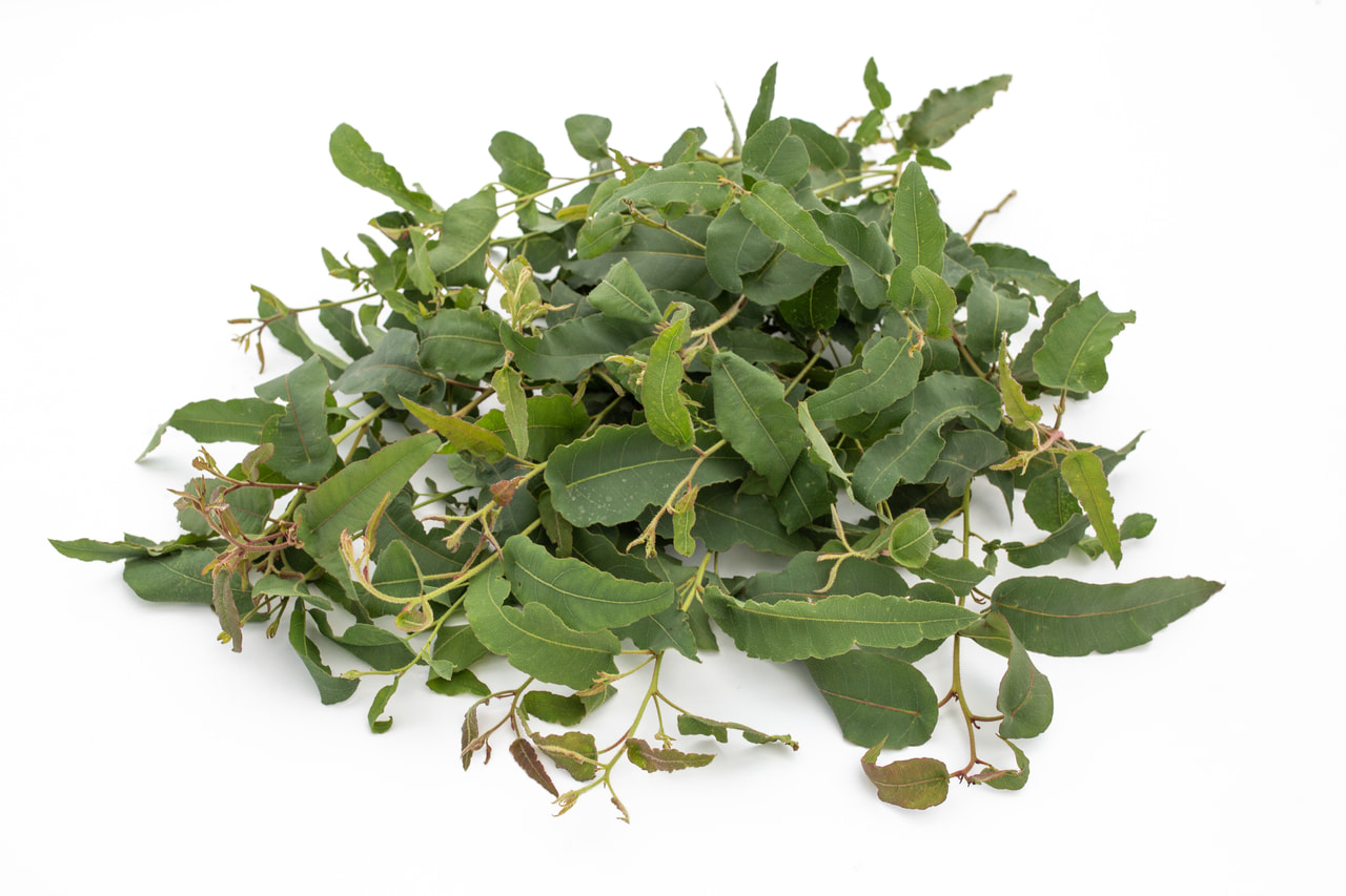 Eukalyptus citrónový, Loukykvět