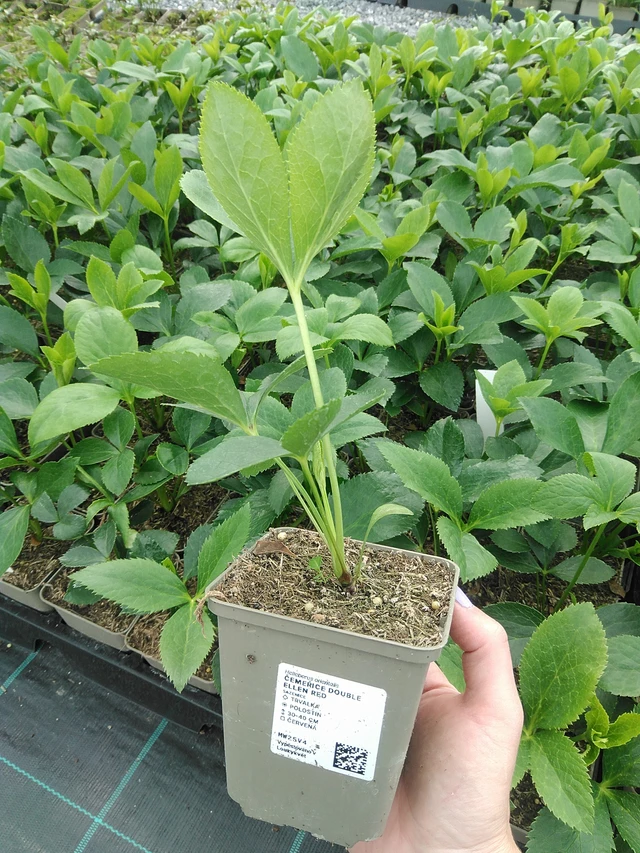 Hunyor Double Ellen Red - 9. 6. 2025