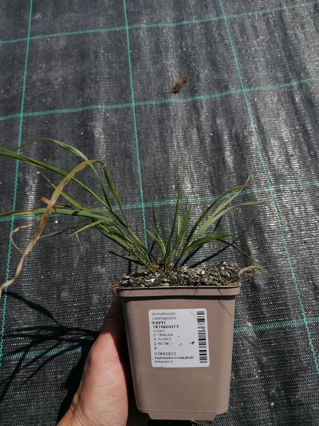 Kavyl třtinovitý - 2024