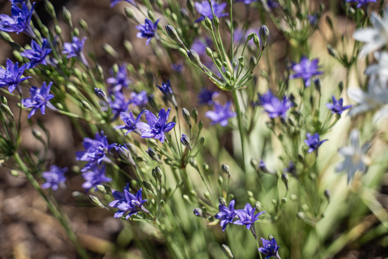 Triteleja Aquarius, Loukykvět