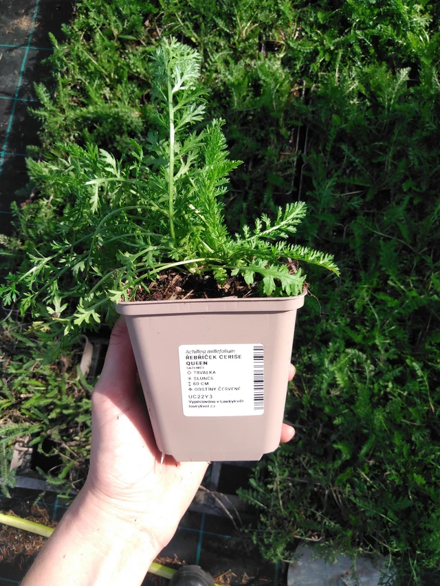 Milenrama Cerise Queen - 2024