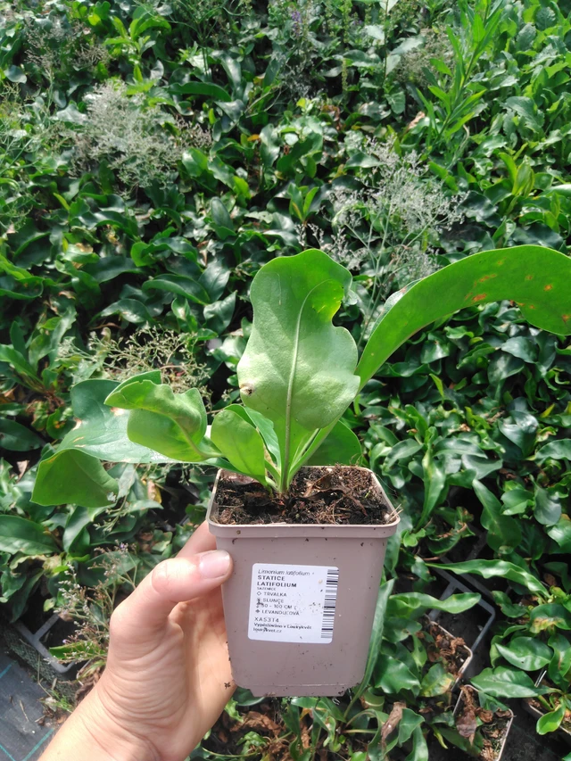 Statice latifolia - 2024