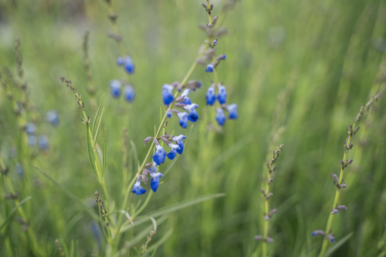 Šalvěj úzkolistá, Loukykvět