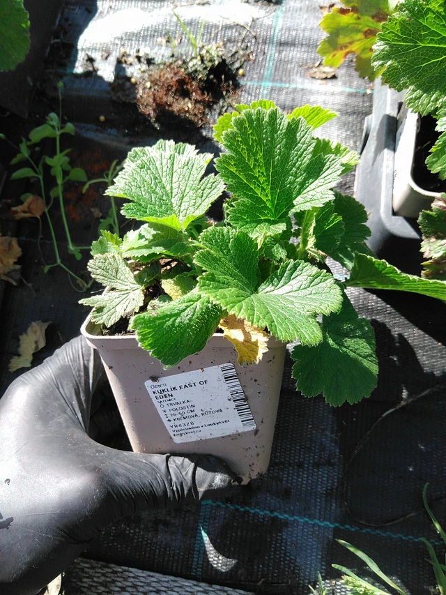 Geum East of Eden - 19. 8. 2025