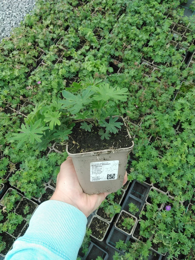 Verikurjenpolvi krvavý Elsbeth - 9. 6. 2025