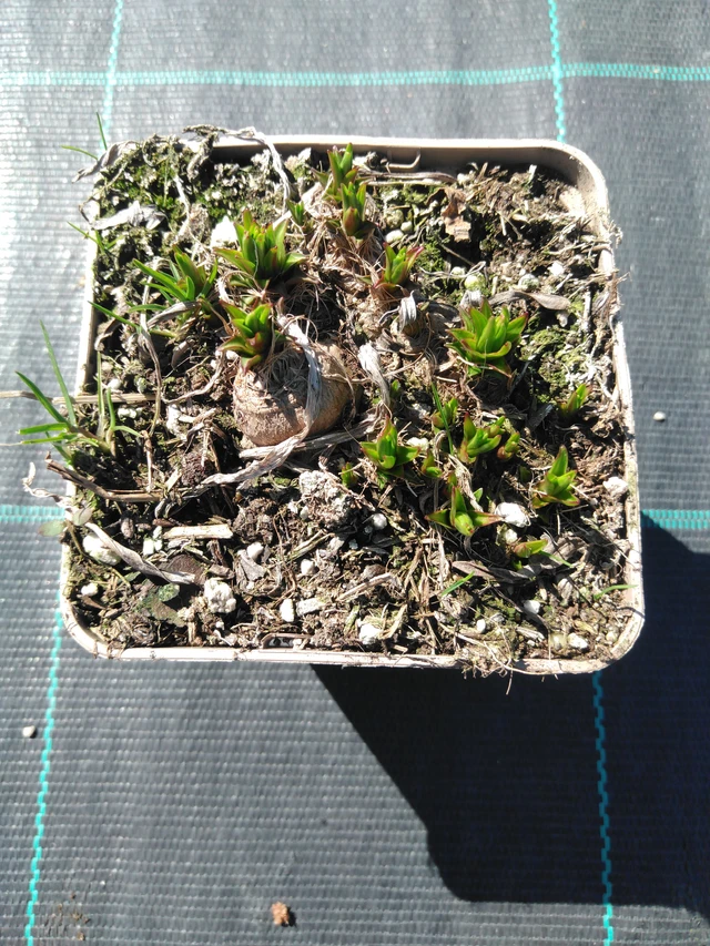 Ruusukaunokki Kobold Strain - 3. 4. 2025