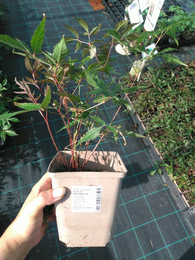 Astilbe Washington - 11. 7. 2025