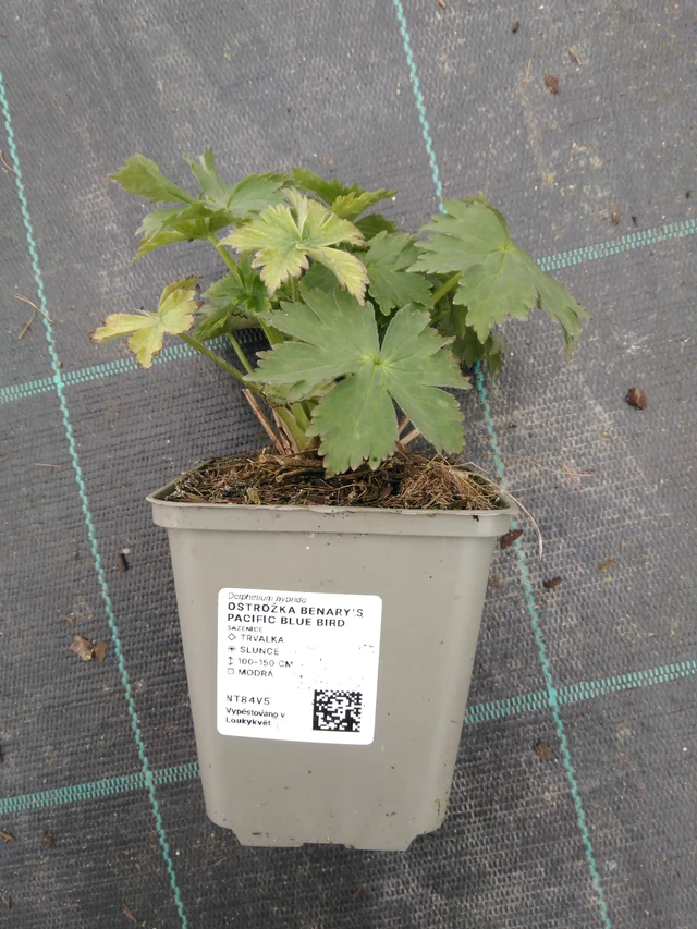 Ostrožka Benary’s Pacific Blue Bird - 1. 4. 2026