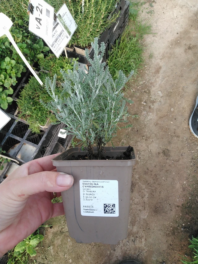 Santolina chamaecyparissus - 19. 8. 2025