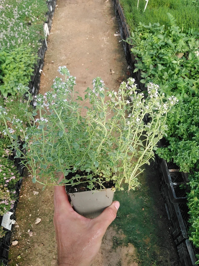 Tomillo Silver Queen - 1. 7. 2025