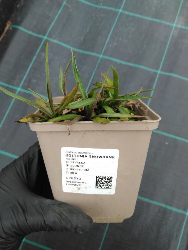 Boltonia Snowbank - 1. 4. 2026