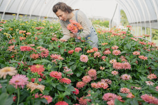 Cínie Super Cactus Burpee Rose, Loukykvět