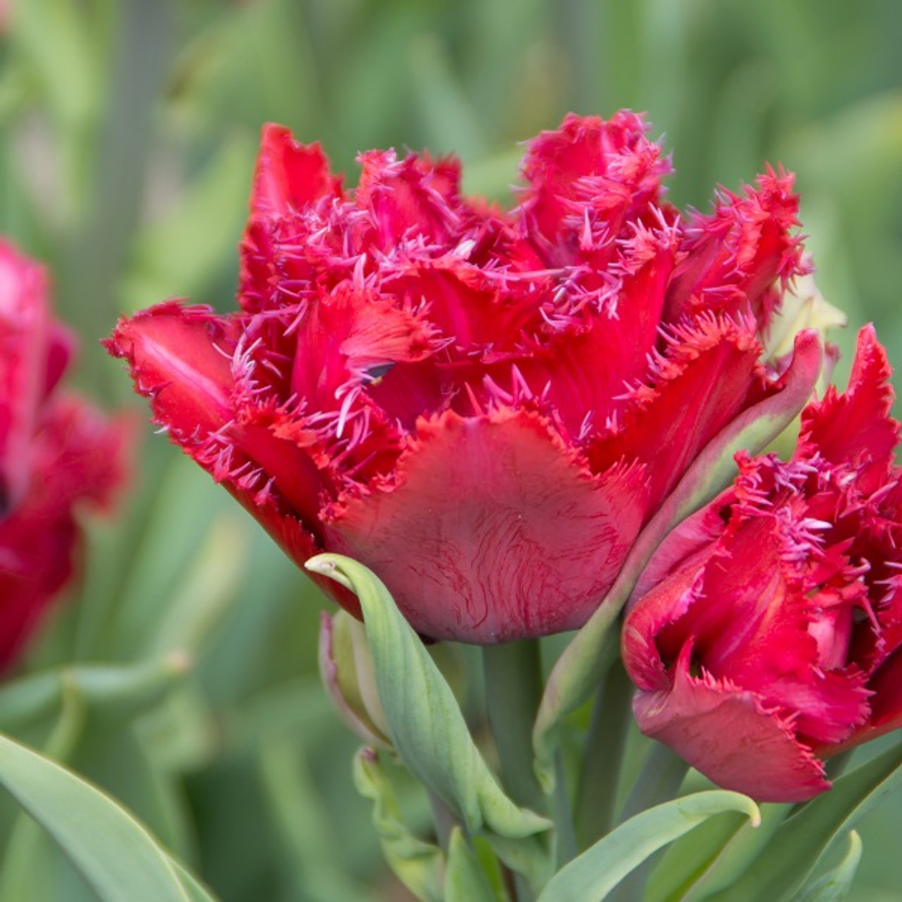 Tulip Cranberry Thistle, Loukykvět