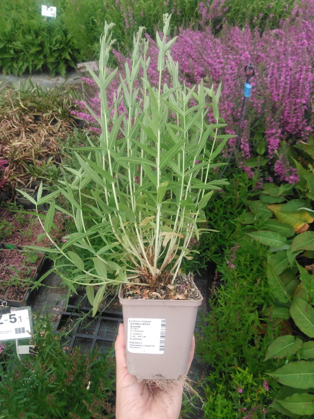 Kyprej Rose Queen - 2024