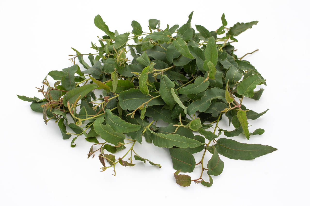 Eukalyptus citrónový, Loukykvět