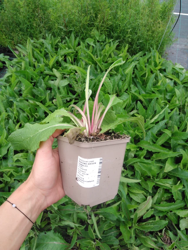 Tähkylä Sixteen Candles - 2024