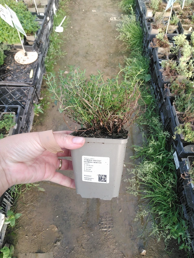 Timjami German Winter - 19. 8. 2025