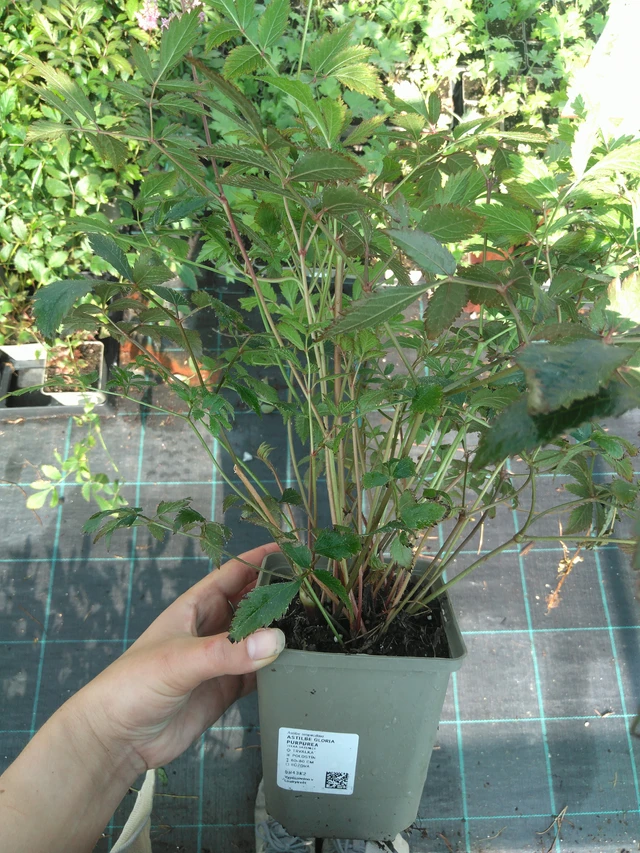 Astilbe Gloria Purpurea - 11. 7. 2025