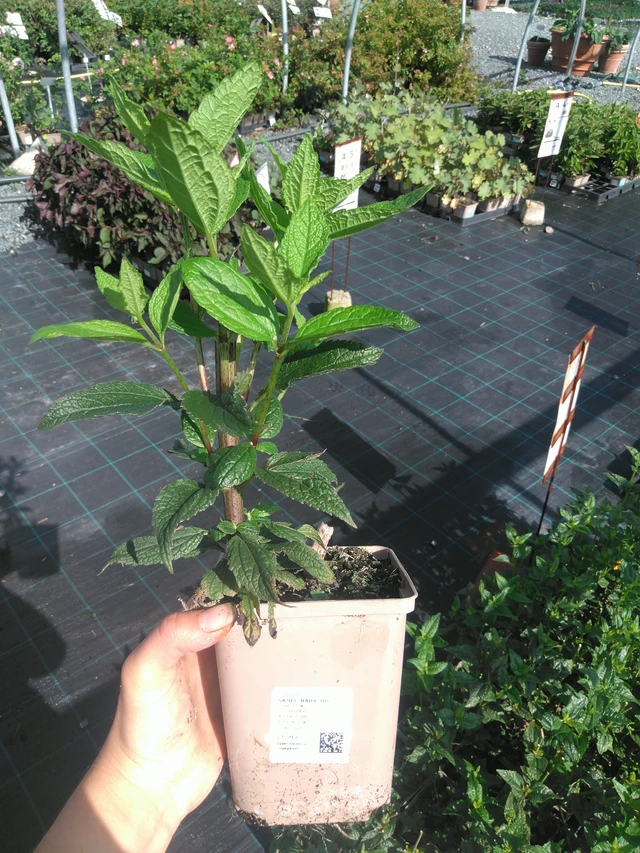 Punavirma Baby Joe - 11. 7. 2025