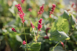 Rdesno Speciosa, Loukykvět